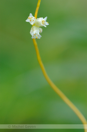 Oeverwarkruid;Common Dodder;Cuscuta gronovii