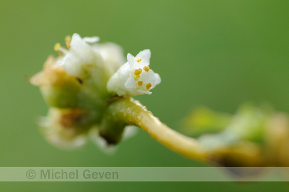 Oeverwarkruid;Common Dodder;Cuscuta gronovii