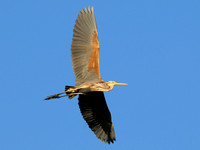Purperreiger - Purple Heron - Ardea purpurea