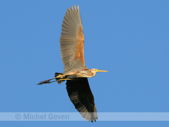 Purperreiger - Purple Heron - Ardea purpurea