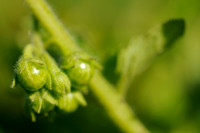 Glansbesnachtschade - Green nightshade - Solanum physlifolium