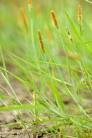 Rosse Vossenstaart; Orange Foxtail; Alopecurus aequalis;