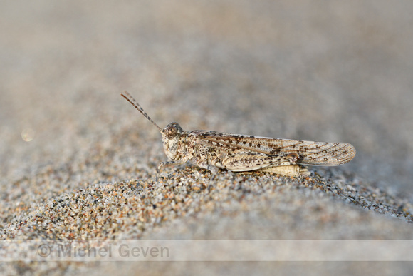 Italian Sand Grasshopper; Sphingonotus personatus
