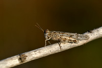 Italian Sand Grasshopper; Sphingonotus personatus