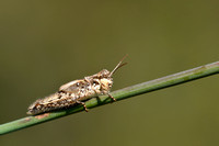 Duinkiezelsprinkhaan - Italian Sand Grasshopper - Sphingonotus personatus