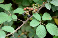 Fraaie kambraam - European blackberry - Rubus vestitus