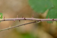 Fraaie kambraam; Rubus vestitus