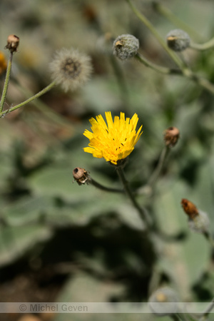 Hieracium lanatum