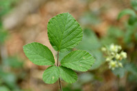 Fraaie kambraam; Rubus vestitus