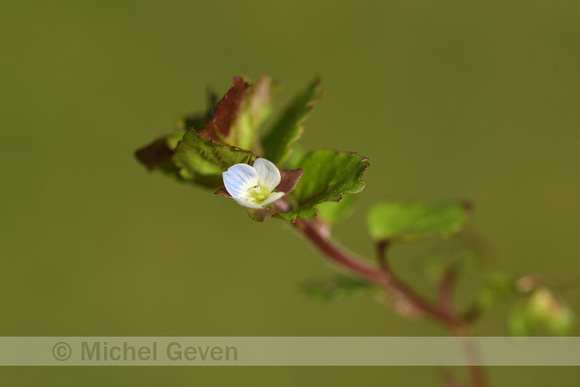 Akkerereprijs; Green Field-speedwell; Veronica agrestis