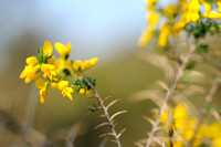 Stekelbrem - Petty Whin - Genista anglica