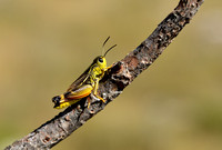 Provence-Bandsprinkhaan - Provence Banded Grasshopper - Acryptera khelii
