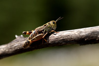 Provence-Bandsprinkhaan; Provence Banded Grasshopper; Acryptera