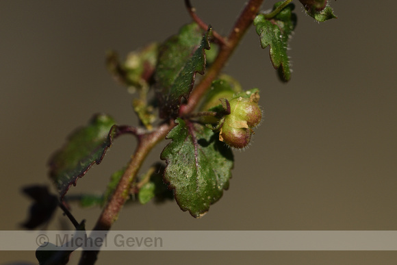 Akkerereprijs; Green Field-speedwell; Veronica agrestis