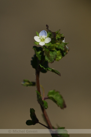 Akkerereprijs; Green Field-speedwell; Veronica agrestis