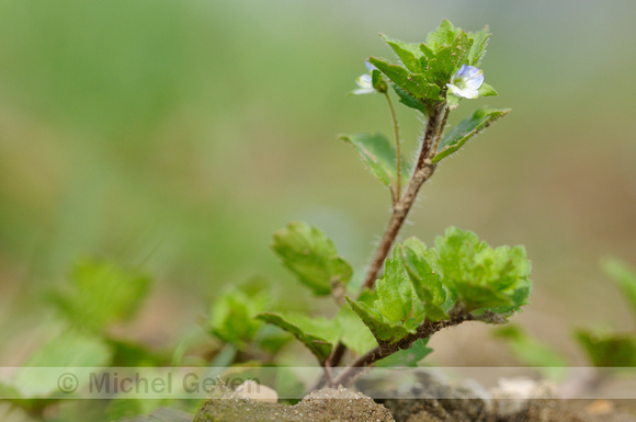 Akkerereprijs; Green Field-speedwell; Veronica agrestis;