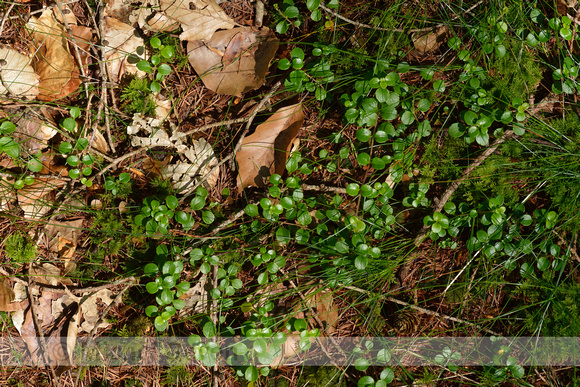 Linnaeusklokje; Twinflower; Linnaea borealis;