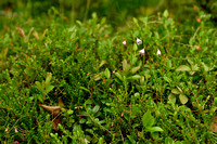 Linnaeusklokje; Twinflower; Linnaea borealis