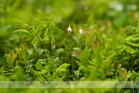 Linnaeusklokje; Twinflower; Linnaea borealis