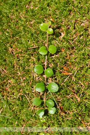 Linnaeusklokje; Twinflower; Linnaea borealis;