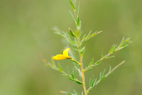 Stekelbrem; Petty Whin; Genista anglica;