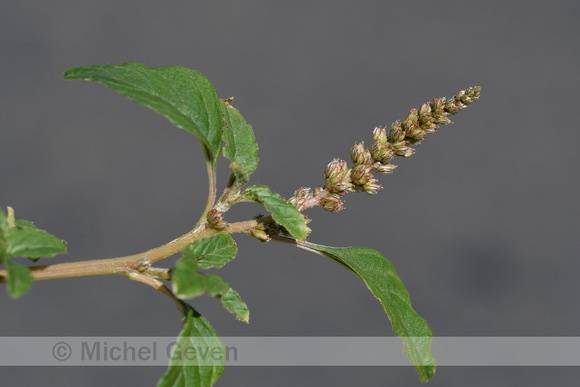 Ligende majer; Perennial Pigweed; Amaranthus deflexus