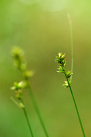 Dichte bermzegge - Prickly Sedge - Carex muricata