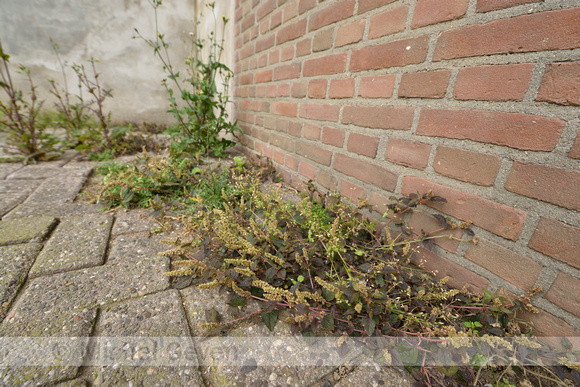 Liggende majer; Perennial Pigweed; Amaranthus deflexus; Amarantu