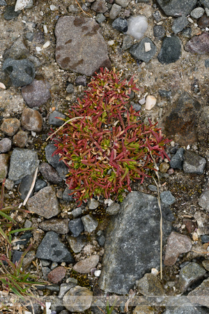 Alpine Pearlwort; Sagina saginoides