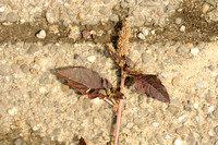 Liggende Majer - Platte Amarant - Perennial Pigweed