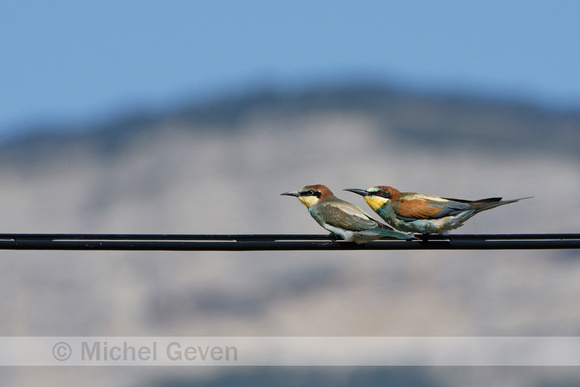 Bijeneter; Bee-eater; Merops apiaster