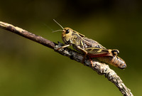 Provence-Bandsprinkhaan; Provence Banded Grasshopper; Acryptera