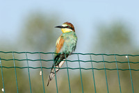 Bijeneter; Bee-eater; Meriops apiaster