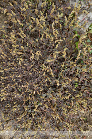 Liggende majer; Perennial Pigweed; Amaranthus deflexus; Amarantu