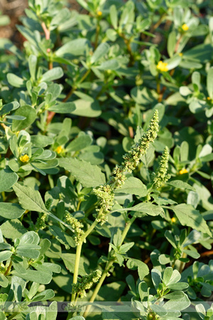 Ligende majer; Perennial Pigweed; Amaranthus deflexus