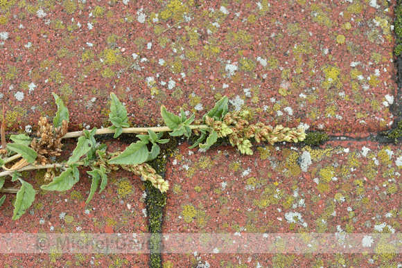 Liggende majer; Perennial Pigweed; Amaranthus deflexus