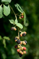 Fraaie kambraam; European blackberry; Rubus vestitus
