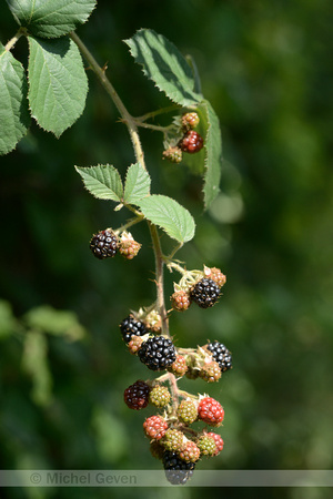 Fraaie kambraam; European blackberry; Rubus vestitus