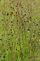 Grote pimpernel; Great burnet; Sanguisorba officinalis