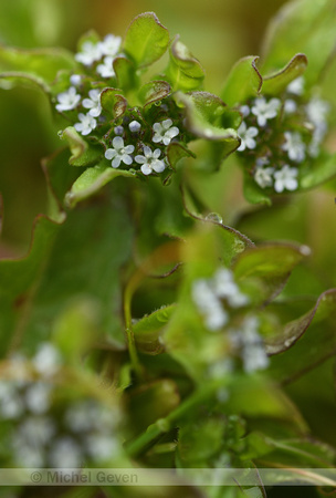 Gegroefde veldsla; Keeled-fruited Cornsalad; Valerianella carina