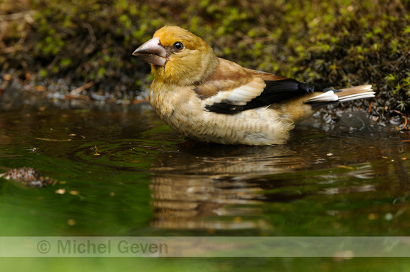 Appelvink; Hawfinch; Coccothraustes coccothraustes;