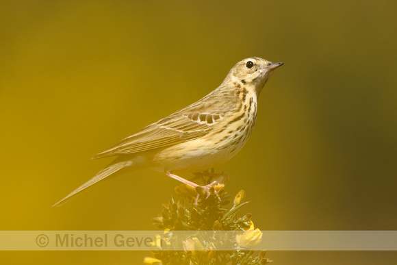 Boompieper; Tree pipit; Anthus trivalis