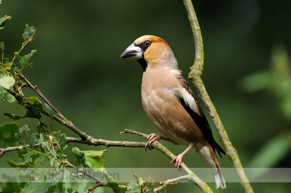 Appelvink; Hawfinch; Coccothraustes coccothraustes;