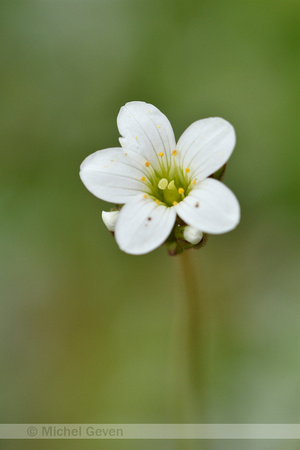 Knolsteenbreek; Meadow Saxifrage; Saxifraga granulata