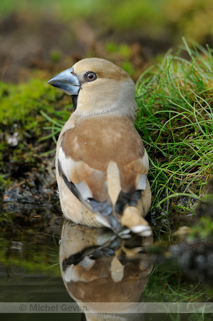 Appelvink;  Hawfinch; Coccothraustes coccothraustes
