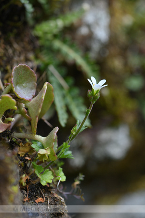 Knolsteenbreek; Meadow Saxifrage; Saxifraga granulata