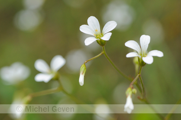 Knolsteenbreek; Meadow Saxifrage; Saxifraga granulata