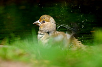 Appelvink; Hawfinch; Coccothraustes coccothraustes;