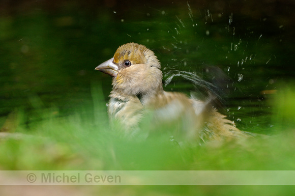 Appelvink; Hawfinch; Coccothraustes coccothraustes;