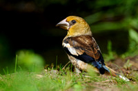 Appelvink; Hawfinch; Coccothraustes coccothraustes;